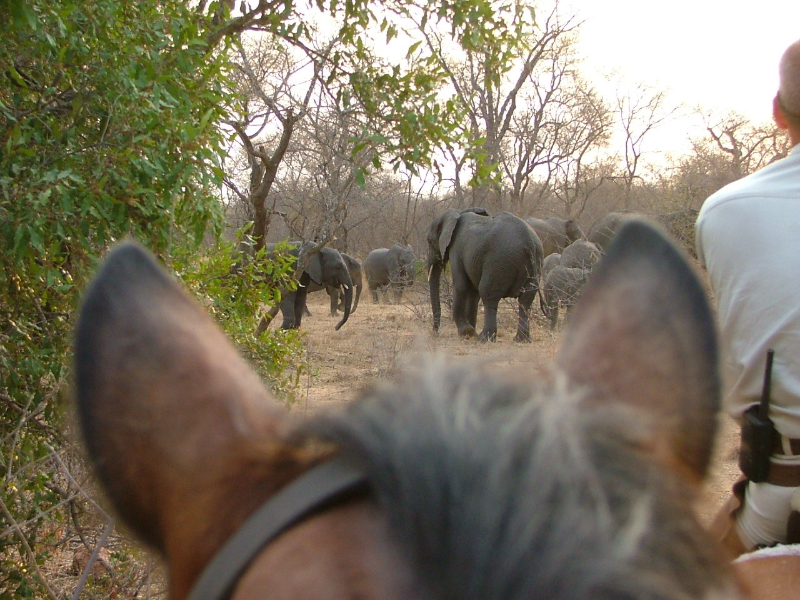 Safari in Zuid-Afrika