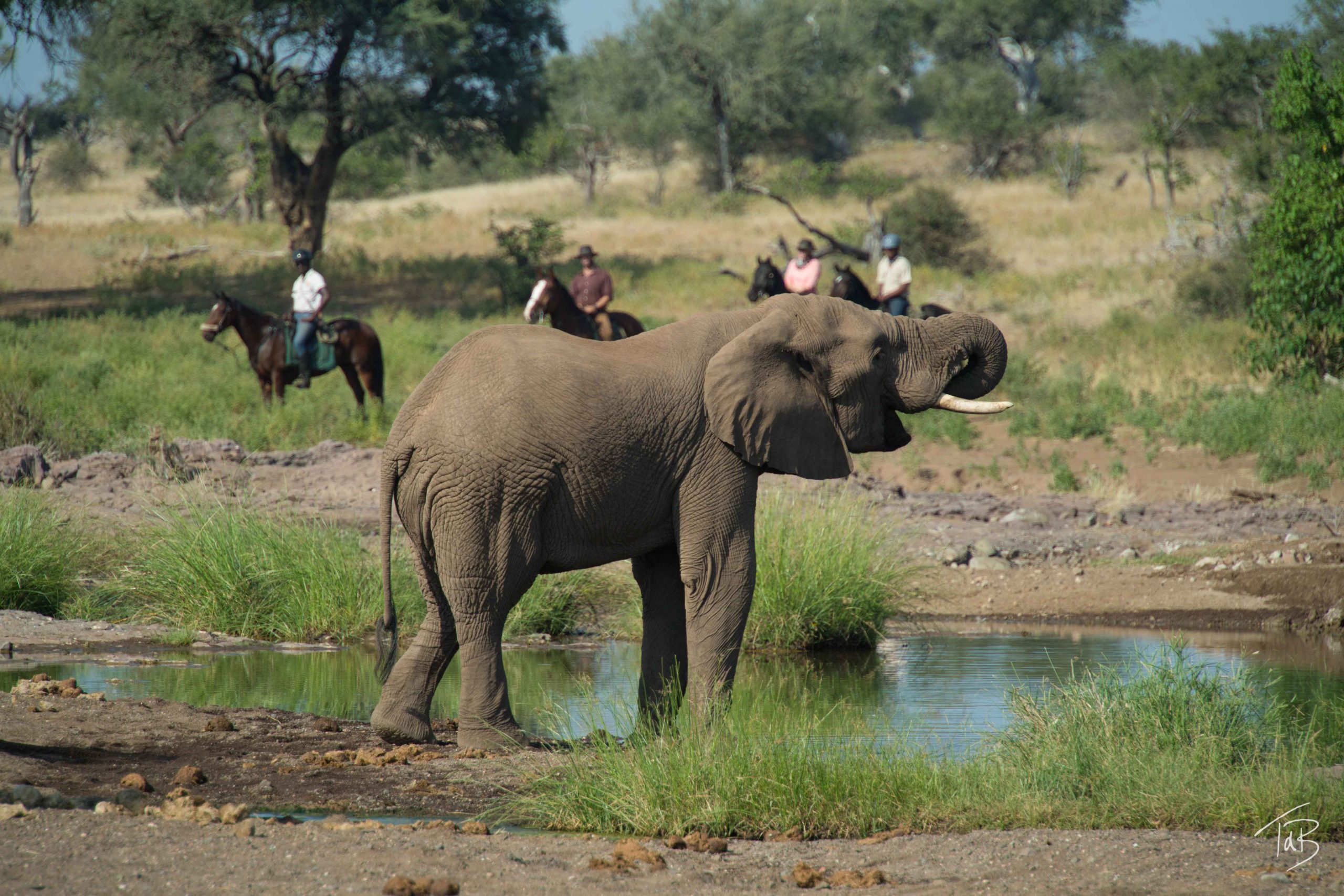 BWLIVBGP-Big Game Safari te paard in Limpopo Botswana (13).jpeg